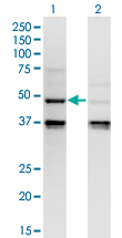 CASP4 / Caspase 4 Antibody - Western Blot analysis of CASP4 expression in transfected 293T cell line by CASP4 monoclonal antibody (M02), clone 7G7.Lane 1: CASP4 transfected lysate (Predicted MW: 43.3 KDa).Lane 2: Non-transfected lysate.