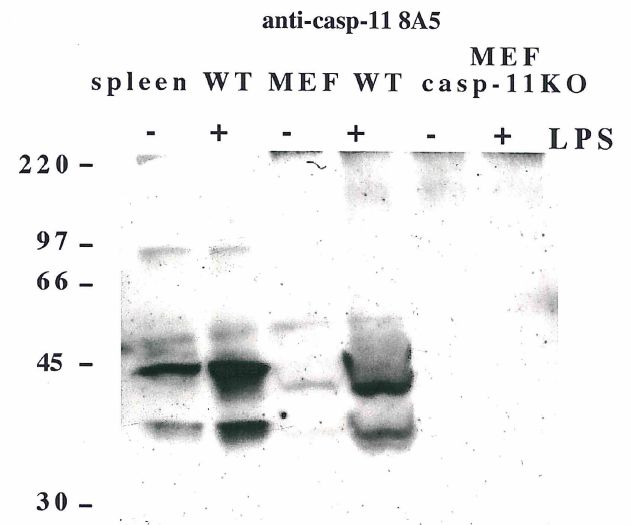 CASP4 / Caspase 4 Antibody - Western blot using anti-Caspase-11 (mouse), mAb (8A5) detecting endogenous caspase-11 in mouse spleen and lymph node as two bands of 43 and 38 kDa after exposure to LPS.