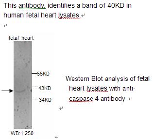 CASP4 / Caspase 4 Antibody