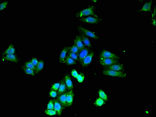 CASP4 / Caspase 4 Antibody - Immunofluorescent analysis of HepG2 cells using CASP4 Antibody at a dilution of 1:100 and Alexa Fluor 488-congugated AffiniPure Goat Anti-Rabbit IgG(H+L)