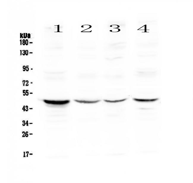 CASP4 / Caspase 4 Antibody - Western blot - Anti-Caspase 4 Picoband antibody