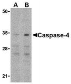 CASP4 / Caspase 4 Antibody - Western blot analysis of Caspase-4 in Ramos cells with caspase-4 antibody at (A) 0.5 and (B) 1µg/ml.