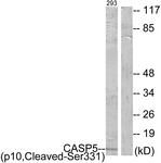 CASP5 / Caspase 5 Antibody - Western blot of extracts from 293 cells, treated with etoposide 25 uM 1h, using Caspase 5 (p10, Cleaved-Ser331) Antibody. The lane on the right is treated with the synthesized peptide.