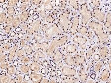 CASP5 / Caspase 5 Antibody - Immunochemical staining of human CASP5 in human kidney with rabbit polyclonal antibody at 1:100 dilution, formalin-fixed paraffin embedded sections.