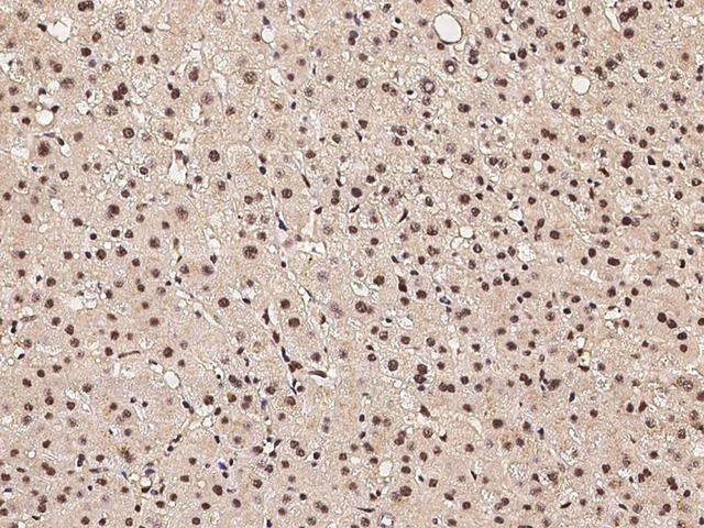 CASP5 / Caspase 5 Antibody - Immunochemical staining of human CASP5 in human liver with rabbit polyclonal antibody at 1:100 dilution, formalin-fixed paraffin embedded sections.