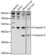 CASP5 / Caspase 5 Antibody - Western blot analysis of extracts of various cell lines using Caspase-5 Polyclonal Antibody at dilution of 1:1000.