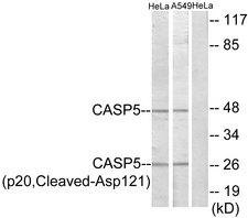 CASP5 / Caspase 5 Antibody - Western blot analysis of extracts from HeLa cells and A549 cells, treated with etoposide (25uM, 24hours), using CASP5 (p20, Cleaved-Asp121) antibody.