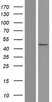 CASP5 / Caspase 5 Protein - Western validation with an anti-DDK antibody * L: Control HEK293 lysate R: Over-expression lysate