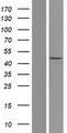 CASP5 / Caspase 5 Protein - Western validation with an anti-DDK antibody * L: Control HEK293 lysate R: Over-expression lysate