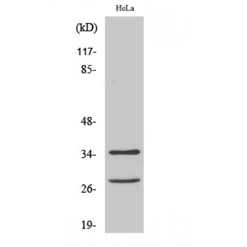 CASP6 / Caspase 6 Antibody - Western blot of Cleaved-Caspase-6 p18 (D162) antibody