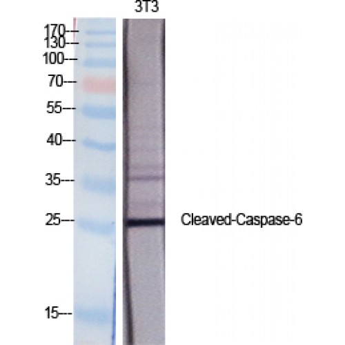 CASP6 / Caspase 6 Antibody - Western blot of Cleaved-Caspase-6 p18 (D162) antibody