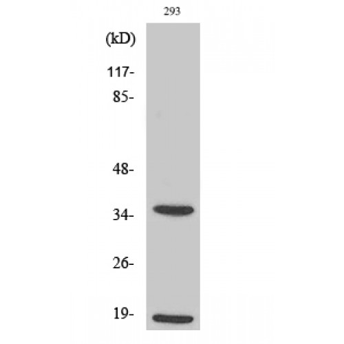 CASP6 / Caspase 6 Antibody - Western blot of Cleaved-Caspase-6 p18 (D179) antibody