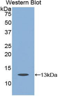 CASP6 / Caspase 6 Antibody - Western blot of recombinant CASP6 / Caspase 6.  This image was taken for the unconjugated form of this product. Other forms have not been tested.