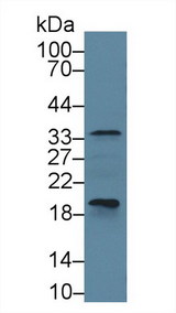 CASP6 / Caspase 6 Antibody - Western Blot; Sample: Bovine Pancreas lysate; ;Primary Ab: 1µg/ml Rabbit Anti-Bovine CASP6 Antibody;Second Ab: 0.2µg/mL HRP-Linked Caprine Anti-Rabbit IgG Polyclonal Antibody;