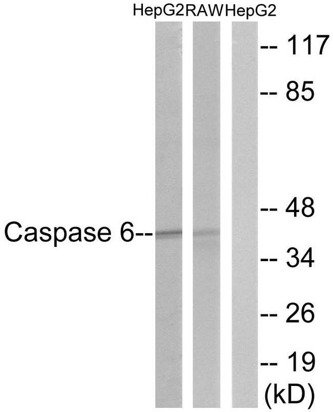 CASP6 / Caspase 6 Antibody - Western blot analysis of lysates from HepG2 and RAW264.7 cells, using Caspase 6 Antibody. The lane on the right is blocked with the synthesized peptide.