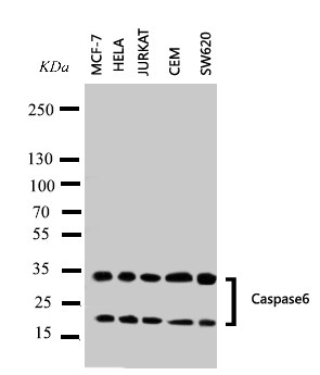 CASP6 / Caspase 6 Antibody - WB of CASP6 / Caspase 6 antibody. Lane 1: MCF-7 Cell Lysate. Lane 2: HELA Cell Lysate. Lane 3: JURKAT Cell Lysate. Lane 4: CEM Cell Lysate. Lane 5: SW620 Cell Lysate.