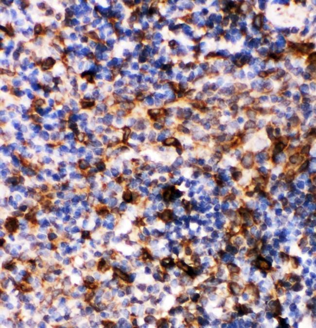 CASP6 / Caspase 6 Antibody - Caspase-6(P18) antibody IHC-paraffin: Rat Spleen Tissue.