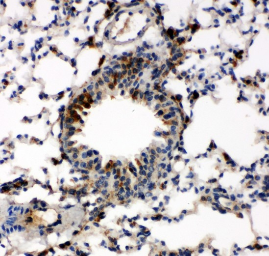 CASP6 / Caspase 6 Antibody - Caspase-6(P18) antibody IHC-paraffin: Mouse Lung Tissue.