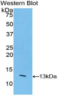 CASP6 / Caspase 6 Antibody - Western Blot; Sample: Recombinant protein.