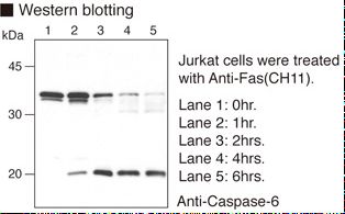CASP6 / Caspase 6 Antibody