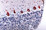 CASP6 / Caspase 6 Antibody - Formalin-fixed paraffin-embedded tissue section of dog cerebellum stained for Active/Cleaved Caspase-6 expression using Caspase-6 antibody at 1:2000. Hematoxylin-Eosin counterstain.