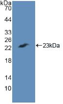 CASP7 / Caspase 7 Antibody - Western Blot; Sample: Recombinant CASP7, Human.