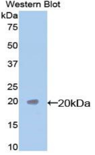 CASP7 / Caspase 7 Antibody - Western blot of recombinant CASP7 / Caspase 7.  This image was taken for the unconjugated form of this product. Other forms have not been tested.