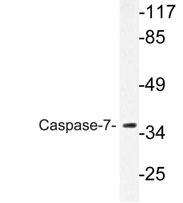 CASP7 / Caspase 7 Antibody - Western blot analysis of lysate from HT-29cells, using Caspase-7 antibody.