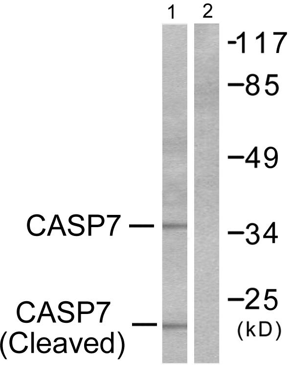 CASP7 / Caspase 7 Antibody - Western blot analysis of extracts from 293 cells, treated with Etoposide (25uM, 60mins), using Caspase 7 (cleaved-Asp198) antibody.