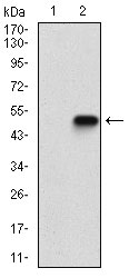 CASP7 / Caspase 7 Antibody - Western blot analysis using CASP-7 mAb against HEK293 (1) and CASP-7 (AA: 29-198)-hIgGFc transfected HEK293 (2) cell lysate.