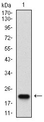 CASP7 / Caspase 7 Antibody - Western blot analysis using CASP-7 mAb against human CASP-7 (AA: 29-198) recombinant protein. (Expected MW is 22.5 kDa)