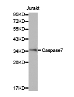 CASP7 / Caspase 7 Antibody - Western blot of extracts of Jurkat cell line, using Caspase7 antibody.