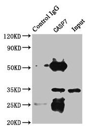 CASP7 / Caspase 7 Antibody