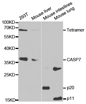 CASP7 / Caspase 7 Antibody - Western blot analysis of extracts of various cell lines, using CASP7 antibody at 1:1000 dilution. The secondary antibody used was an HRP Goat Anti-Rabbit IgG (H+L) at 1:10000 dilution. Lysates were loaded 25ug per lane and 3% nonfat dry milk in TBST was used for blocking.