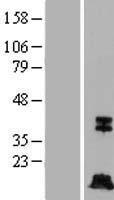 CASP7 / Caspase 7 Protein - Western validation with an anti-DDK antibody * L: Control HEK293 lysate R: Over-expression lysate