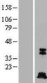 CASP7 / Caspase 7 Protein - Western validation with an anti-DDK antibody * L: Control HEK293 lysate R: Over-expression lysate