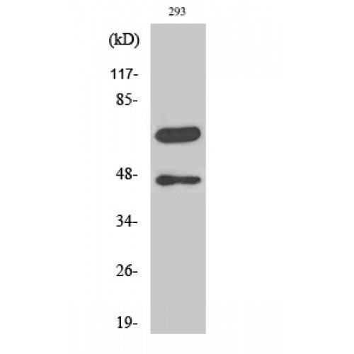 CASP8 / Caspase 8 Antibody - Western blot of Cleaved-Caspase-8 (D384) antibody