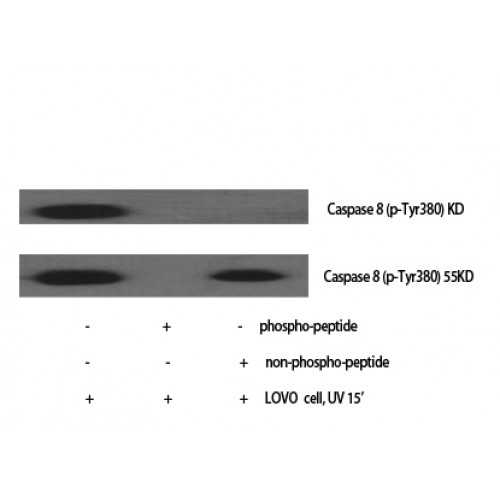 CASP8 / Caspase 8 Antibody - Western blot of Phospho-Caspase-8 (Y380) antibody