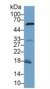 CASP8 / Caspase 8 Antibody - Western Blot; Sample: Mouse Liver lysate; Primary Ab: 1µg/ml Rabbit Anti-Mouse CASP8 Antibody Second Ab: 0.2µg/mL HRP-Linked Caprine Anti-Rabbit IgG Polyclonal Antibody