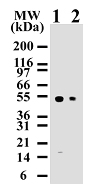 CASP8 / Caspase 8 Antibody - Western blot analysis for human Caspase-8 using Jurkat lysates with antibody at 2 ug/ml (lane 1) and 0.5 ug/ml (lane 2). antibody only detects 55 kD Caspase-8 in Jurkat cells.