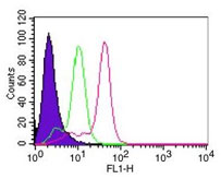 CASP8 / Caspase 8 Antibody - Flow cytometry of Caspase-8 in HeLa cells using 0.1 ug of Caspase-8 antibody. Shaded histogram represents cells without antibody; green represents isotype control, ; red represents Caspase-8 antibody. Goat anti-mouse IgG-FITC secondary antibody, was used for this test.