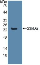 CASP8 / Caspase 8 Antibody - Western Blot; Sample: Recombinant CASP8, Human.