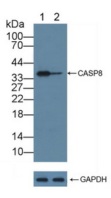 CASP8 / Caspase 8 Antibody - Knockout Varification: Lane 1: Wild-type Hela cell lysate; Lane 2: CASP8 knockout Hela cell lysate; Predicted MW: 26-32,46,54-62kd Observed MW: 35kd Primary Ab: 1µg/ml Rabbit Anti-Human CASP8 Antibody Second Ab: 0.2µg/mL HRP-Linked Caprine Anti-Rabbit IgG Polyclonal Antibody