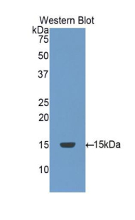 CASP8 / Caspase 8 Antibody - Western blot of recombinant CASP8 / Caspase 8.  This image was taken for the unconjugated form of this product. Other forms have not been tested.