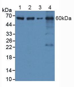 CASP8 / Caspase 8 Antibody - Western Blot; Sample: Lane1: Human Hela Cells; Lane2: Human HepG2 Cells; Lane3: Mouse RAW264.7 Cells; Lane4: Mouse Spleen Tissue.