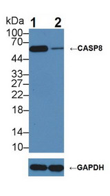 CASP8 / Caspase 8 Antibody - Knockout Varification: Lane 1: Wild-type Hela cell lysate; Lane 2: CASP8 knockout Hela cell lysate; Predicted MW: 26-32,46,54-62kDa ; Observed MW: 60kDa; Primary Ab: 3µg/ml Rabbit Anti-Human CASP8 Antibody; Second Ab: 0.2µg/mL HRP-Linked Caprine Anti-Rabbit IgG Polyclonal Antibody;