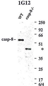 CASP8 / Caspase 8 Antibody - Western blot using anti-Caspase-8 (mouse), mAb (1G12) detecting endogenous caspase-8 in MEFs from WT mice, but not in MEFs from caspase-8-/- mice. Several smaller bands detected in the caspase-8-/- MEFs, correspond to truncated forms of caspase-8 made in the caspase-8-/- mice since only exons 1 and 2 of mouse caspase-8 were deleted in these knock-out mice and not the region encoding the p20 subunit. Note: Extra bands marked by * are only seen in lysates from caspase-8-/- MEFs and not in lysates from any WT cell lines or mouse WT tissue.