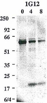 CASP8 / Caspase 8 Antibody - Western blot using anti-Caspase-8 (mouse), mAb (1G12) detecting the cleaved active p20 subunit of mouse caspase-8 in addition to the caspase-8 precursor, upon an apoptotic stimulus e.g. by cross-linked rhsFasL.