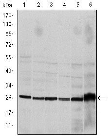 CASP8 / Caspase 8 Antibody - Western blot using CASP8 mouse monoclonal antibody against HeLa (1), Jurkat (2), THP-1 (3), NIH/3T3 (4), Cos7 (5) and PC-12 (6) cell lysate.