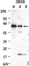 CASP8 / Caspase 8 Antibody - Western blot using anti-Caspase-8 (mouse), mAb (3B10) detecting the cleaved active p20 subunit of mouse caspase-8 in addition to the caspase-8 precursor, upon an apoptotic stimulus e.g. by cross-linked rhsFasL.